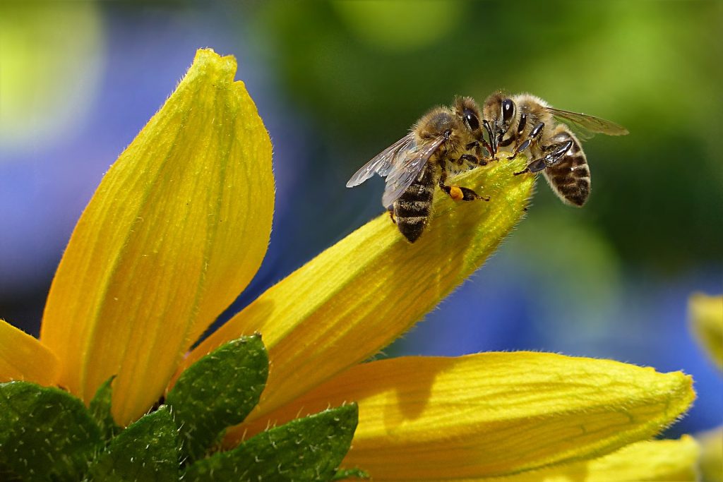 Zwei Bienen sitzen auf eine Blume zur Paarung.