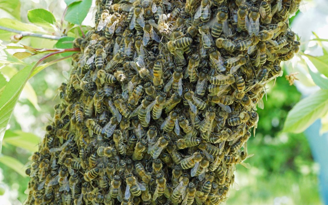 Bienenschwarm im Garten – Wie reagiere ich richtig?