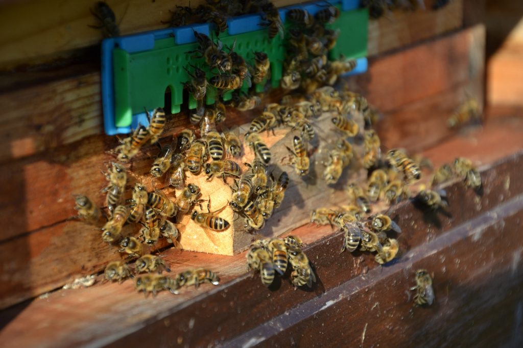 Honigbienen versammeln sich vor dem Nest.