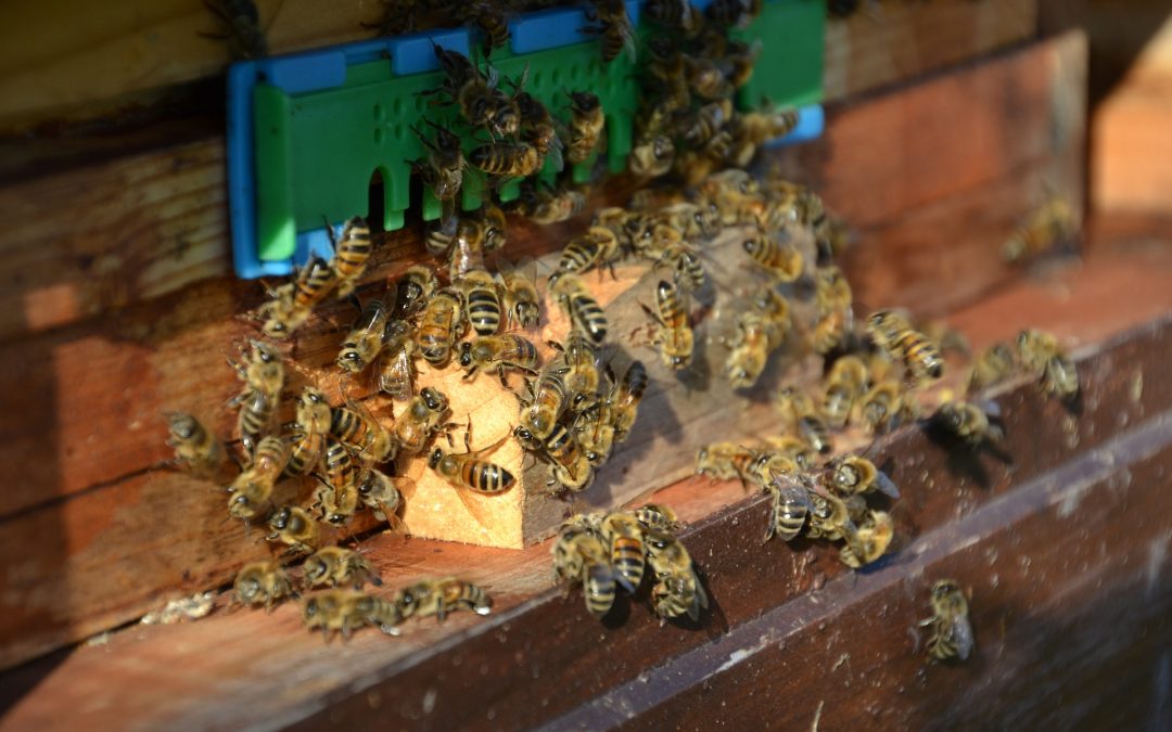 Welche Bienenarten gibt es?