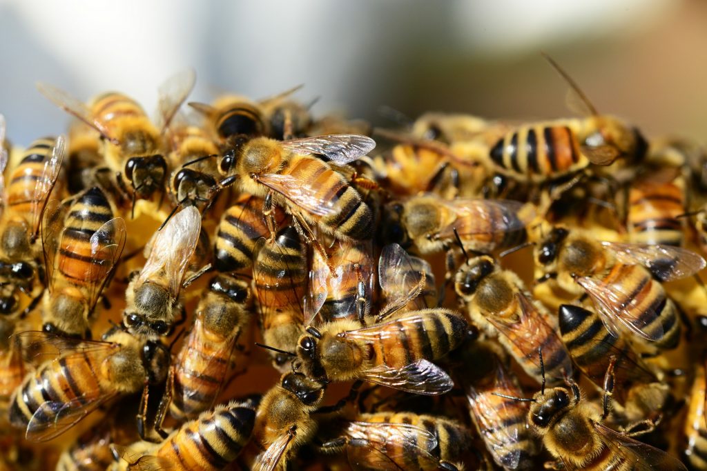 Zahlreiche Honigbienen krabbeln herum.