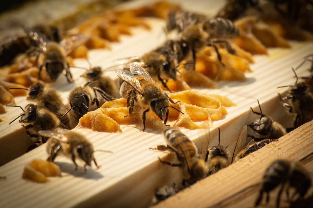 Bienenschwarm produzieren gemeinsam Bienenwaben oder Bienenwachs.