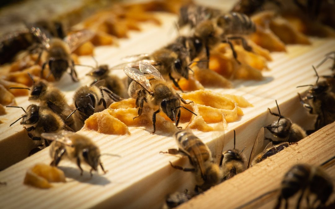 Behandlungskonzept der Varroa-Milbe