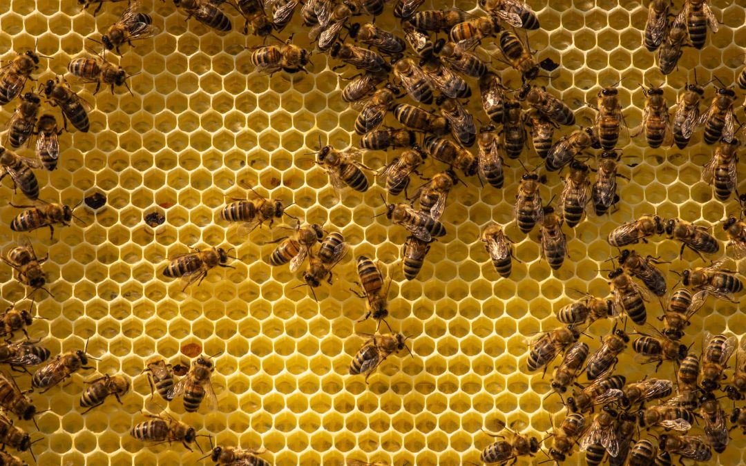 Das Bienenvolk