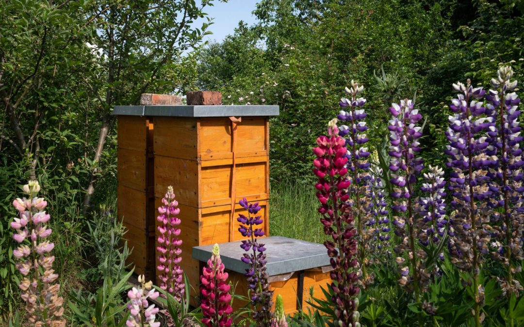 Qualitätsaspekte bei Varroa-Präparaten