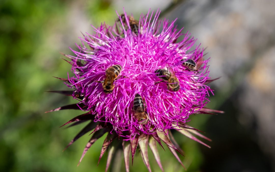 Wie funktioniert die Bestäubung durch Bienen?