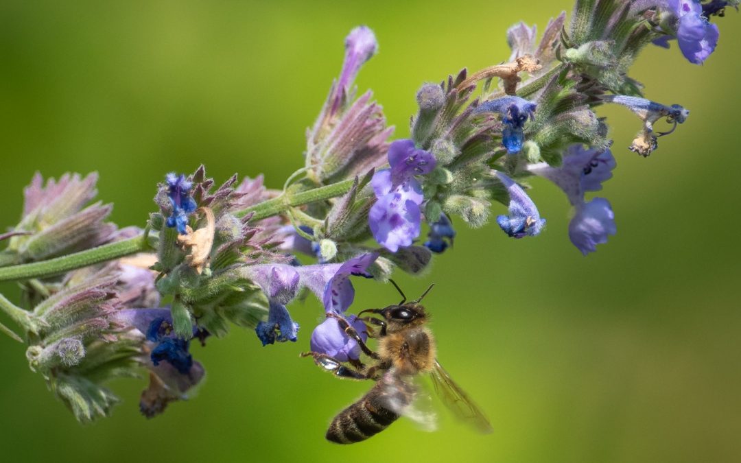 Was ist eigentlich Honig?