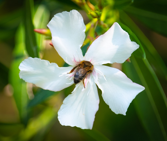 Eine Biene bestäubt eine weiße Blüte.