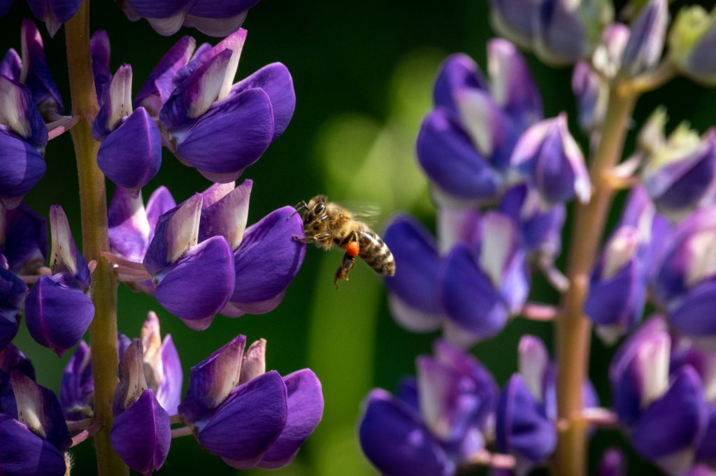 Eine Biene fliegt um Blumen herum und bestäubt diese.