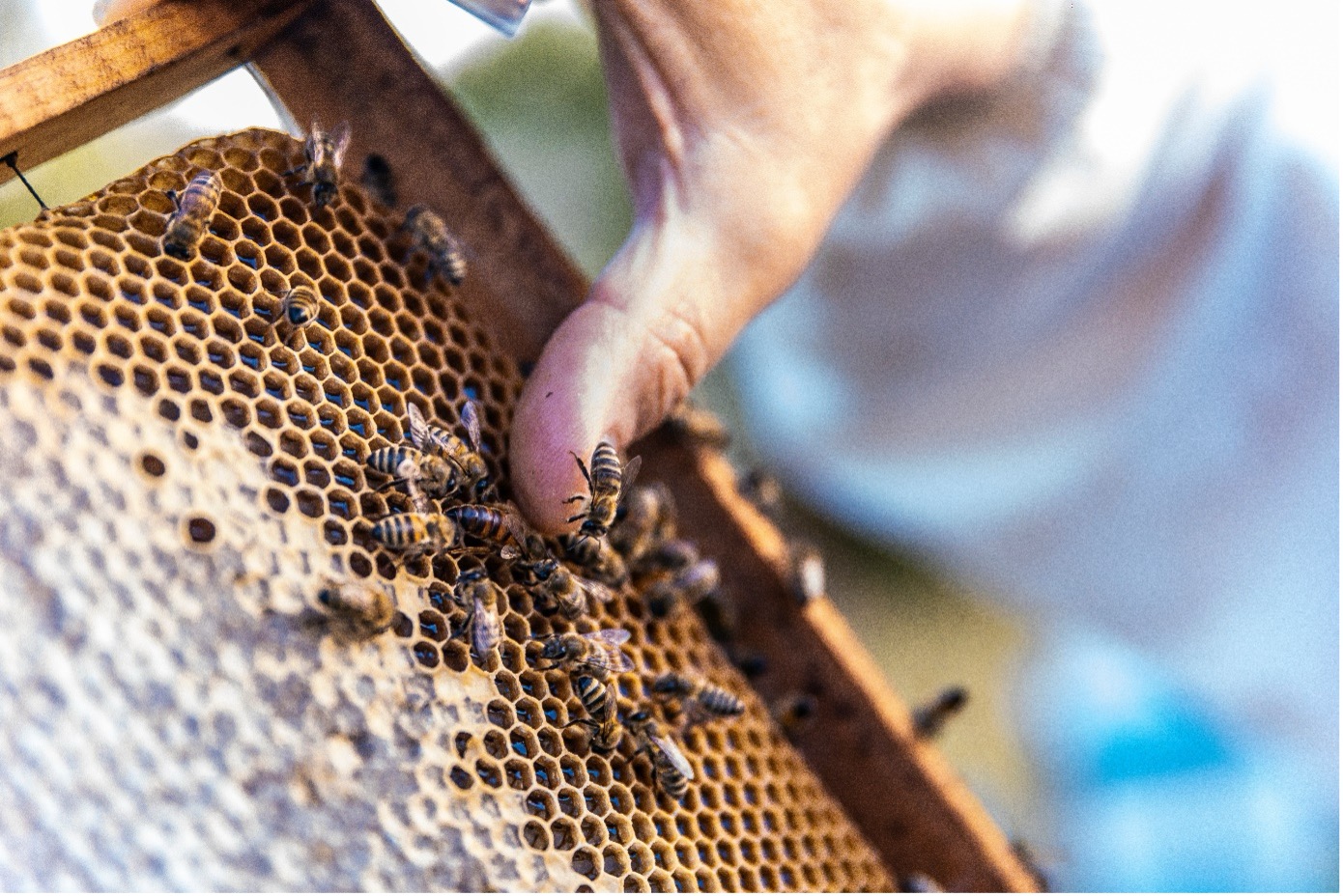 Das Bild zeigt eine Bienenwabe mit Bienen, welche von einer Person gehalten wird. Von der Person sieht man nur den Daumen