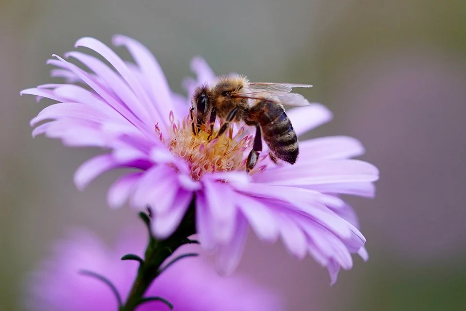 Eine Biene sammelt im Frühling.