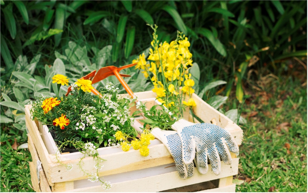 Es ist ein Holzkasten mit gelben Blumen, Handschuhen und Gartenwerkzeug zu sehen