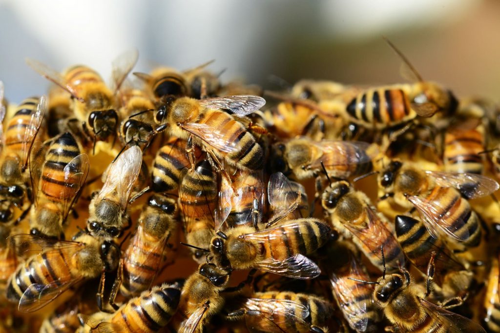 Honigbienen versammeln sich.
