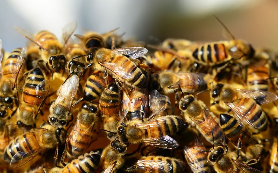 Der Nassenheider Verdunster zum Schutz der Honigbiene