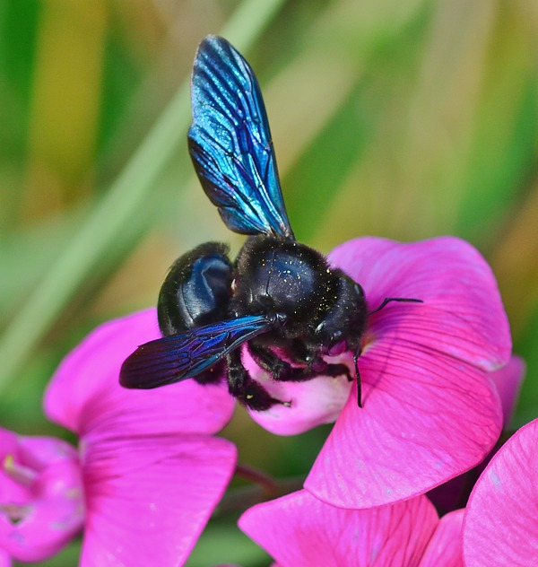 Die Blaue Holzbiene besucht eine Blume.