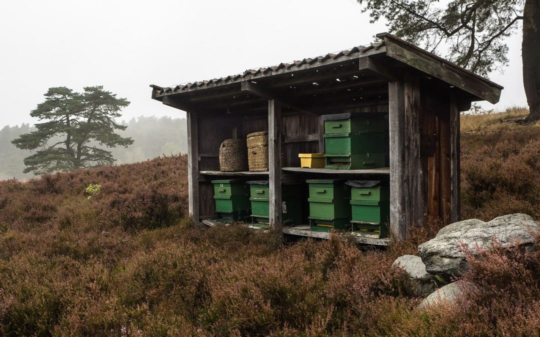 Der Aufbau eines Bienenstocks