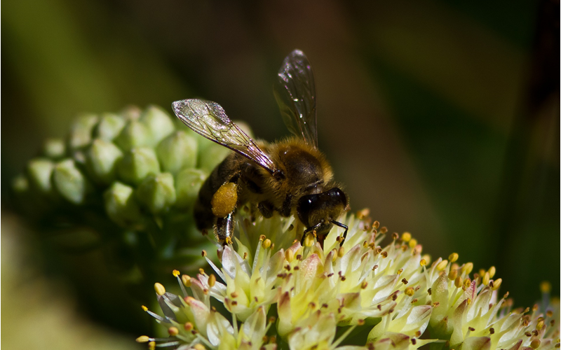 Eine Wildbiene besucht eine Blume.