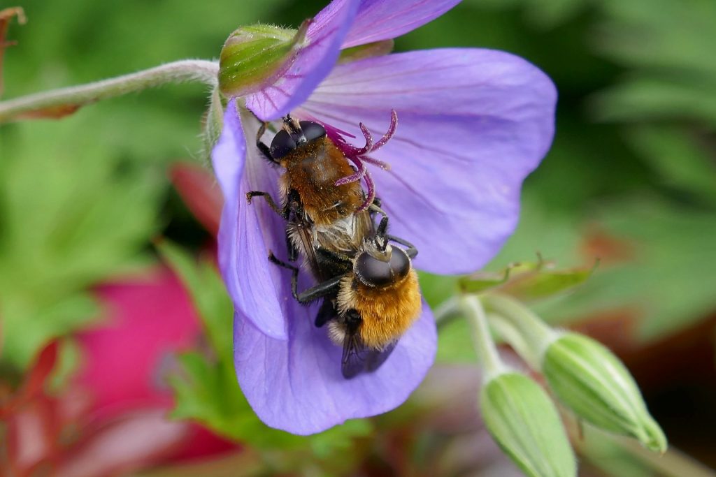 Zwei Bienen paaren sich auf eine Blüte.