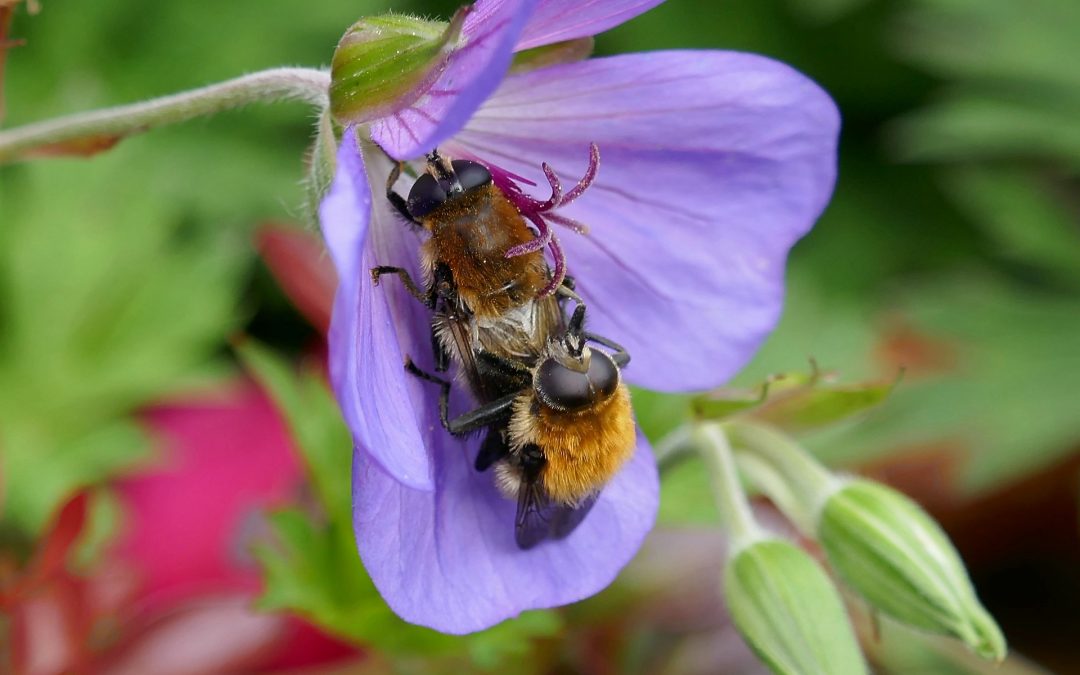 Wie paaren sich Bienen?