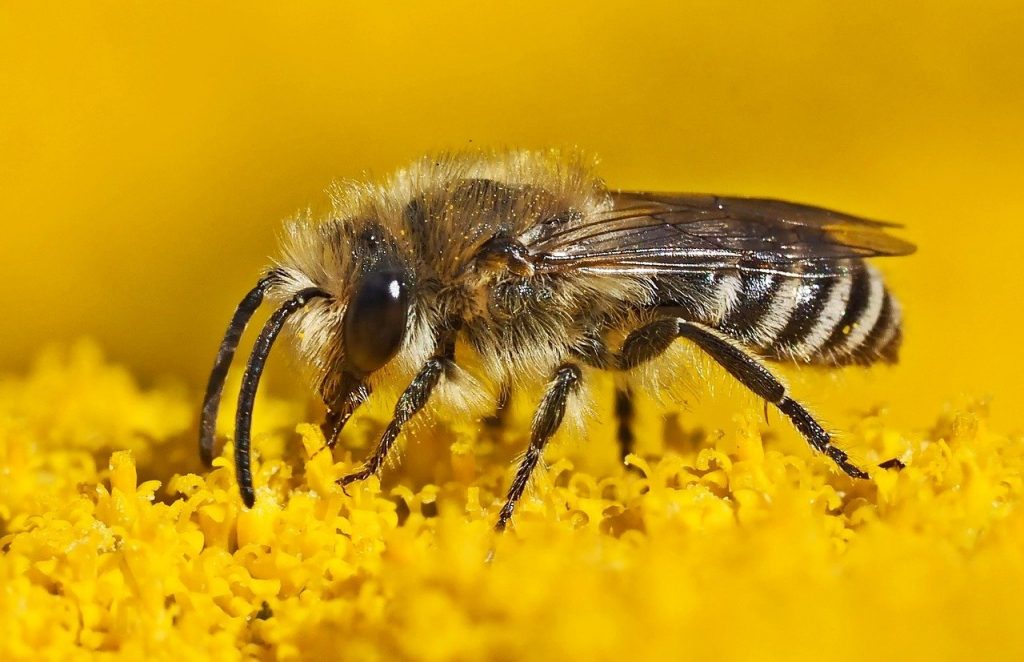 Eine Wildbiene sammelt Pollen.