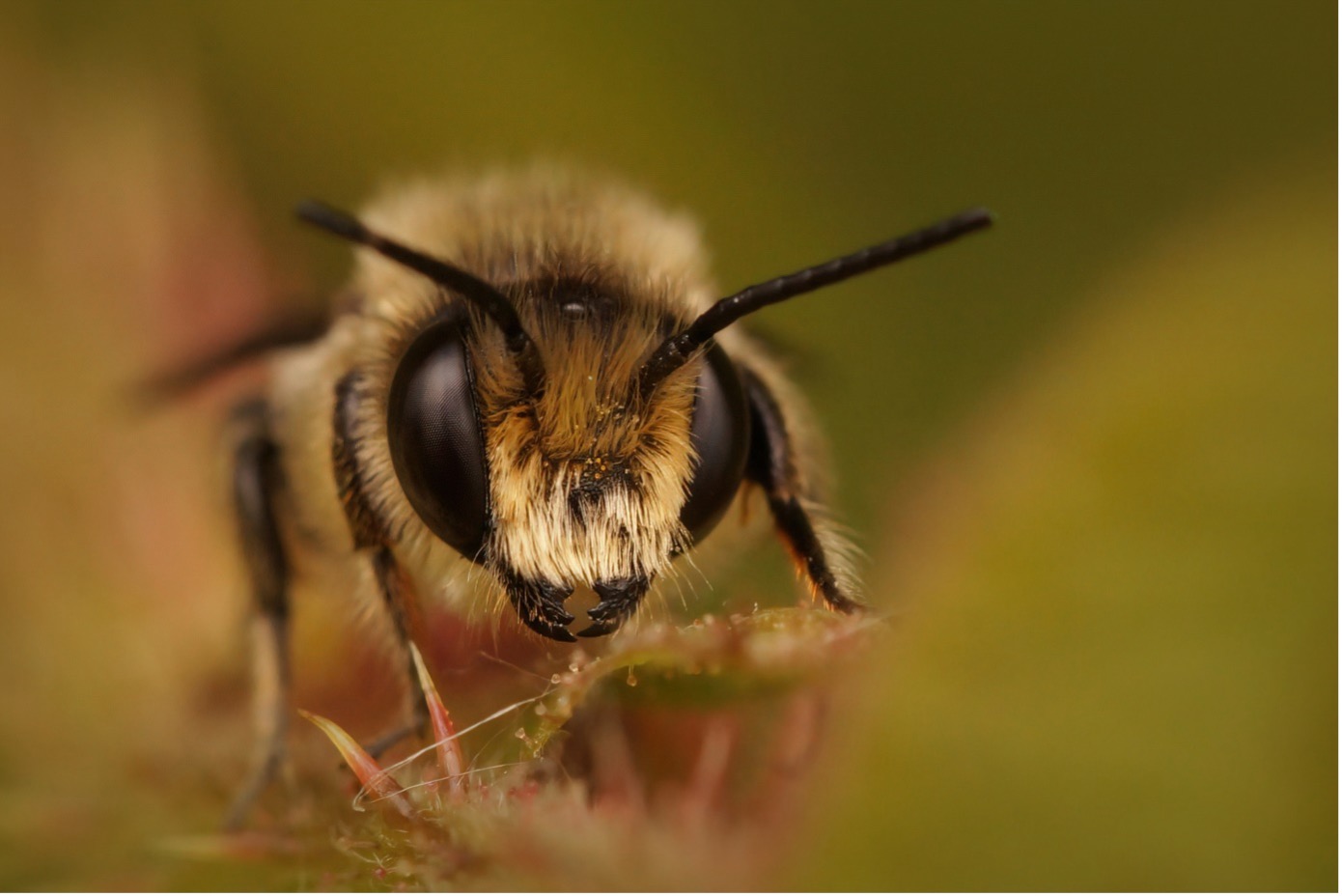 Makroaufnahme einer Biene von vorne