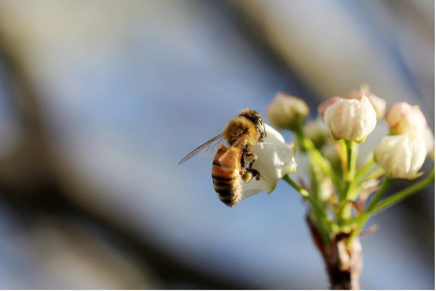 Eine Biene sitzt auf einer weißen Blume. Das Bild stellt eine Nahaufnahme dar.