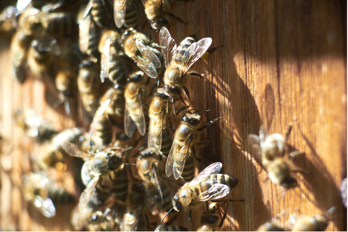Auf der Nahaufnahme sind viele dicht beieinander sitzende Bienen zu sehen