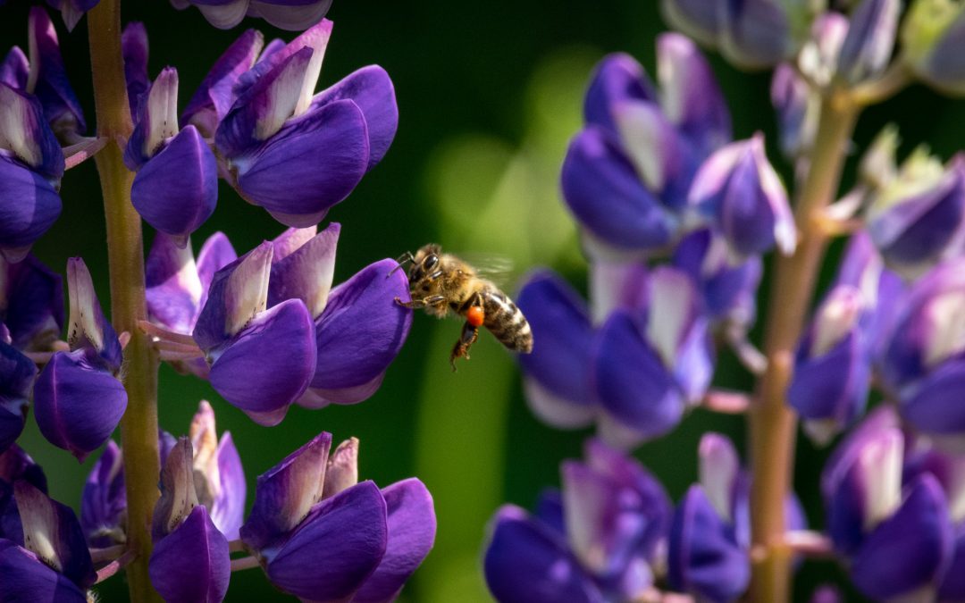 Verschollene Bienenart in Australien entdeckt