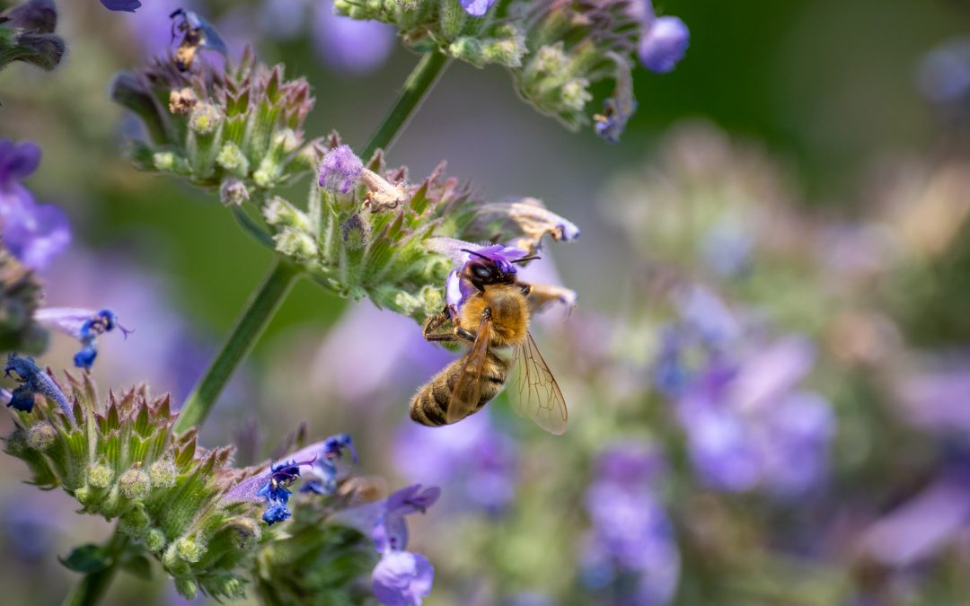 Welche Unterschiede gibt es weltweit in der Imkerei?