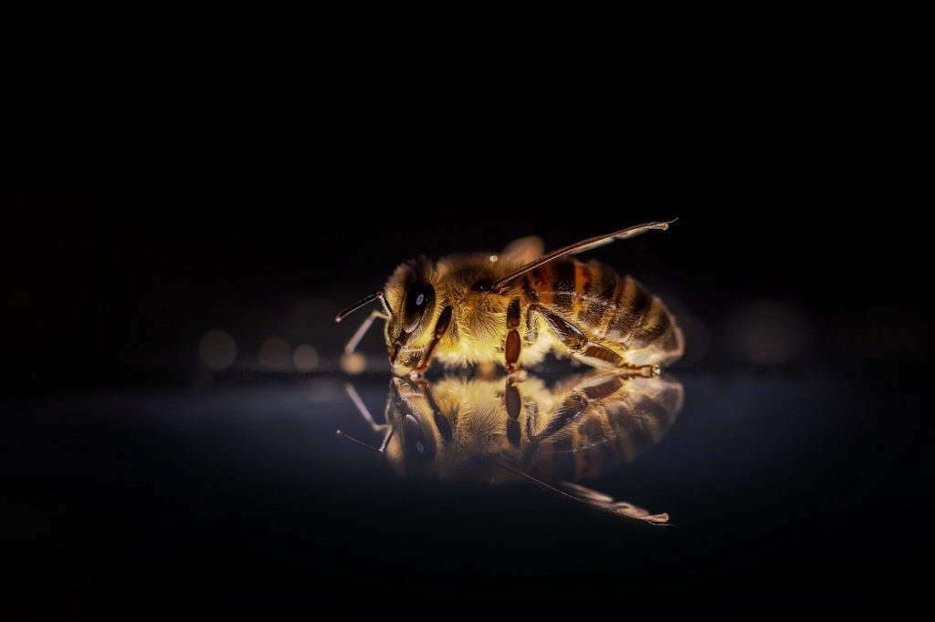 Der Körper einer Biene in der Dunkelheit.