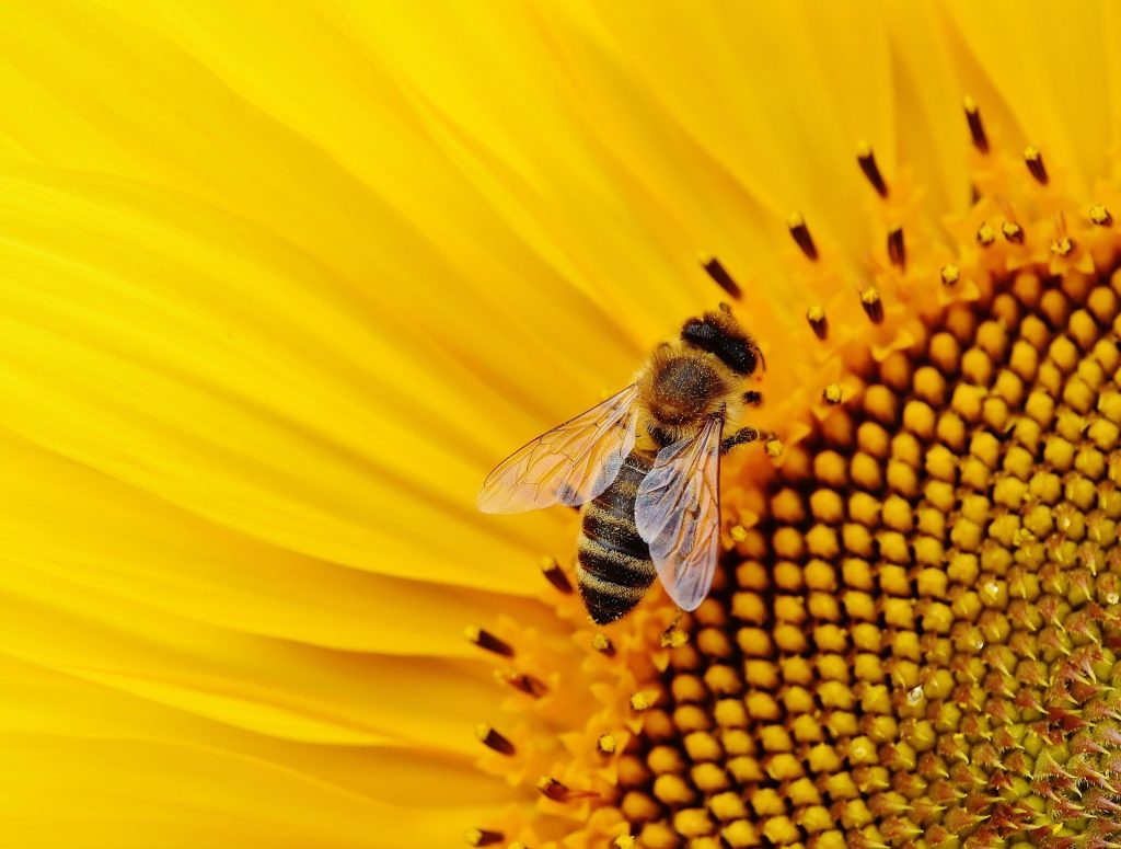 Biene sammelt Pollen und Nektar auf einer Sonnenblume.