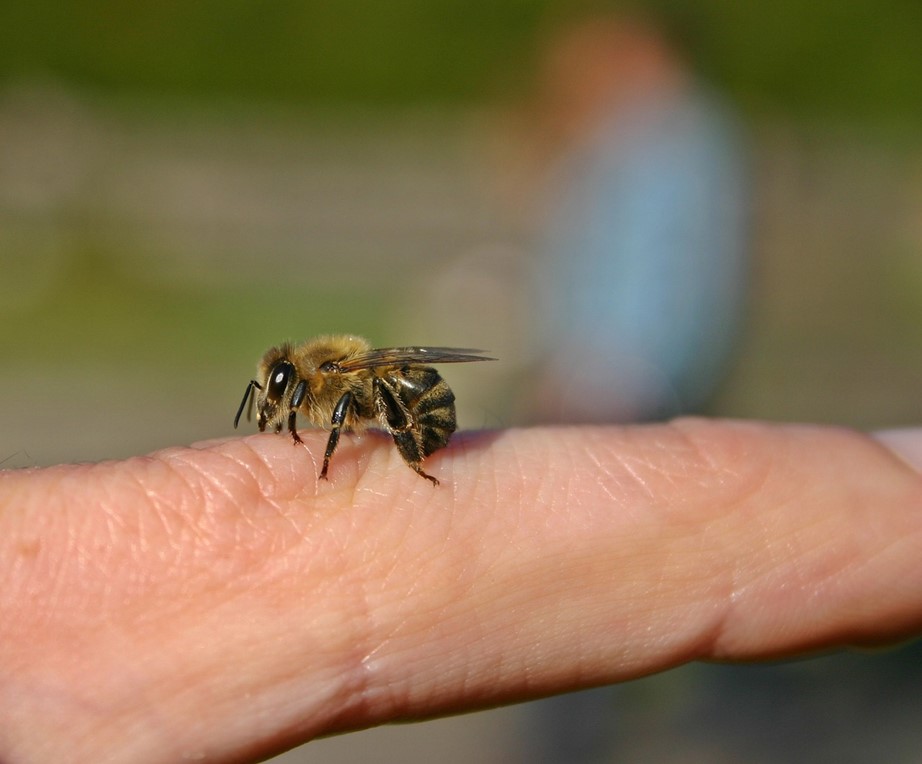 Eine Honigbiene auf einem Menschenfinger