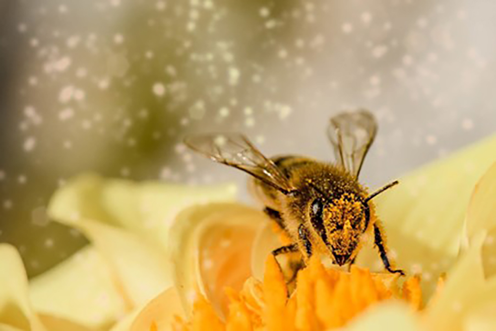 Temperaturunterschiede: Einfluss auf die Aktivität der Bienen