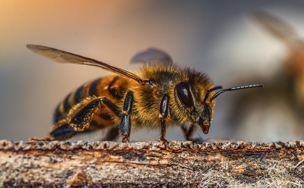 Biene auf einen Ast