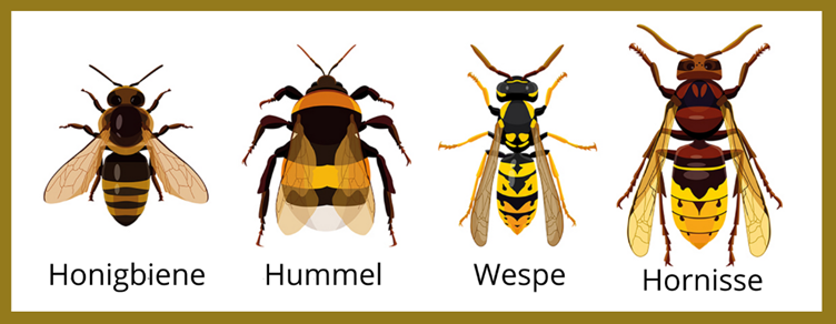 Unterschiede zwischen Biene, Hummel, Wespe und Hornisse.
