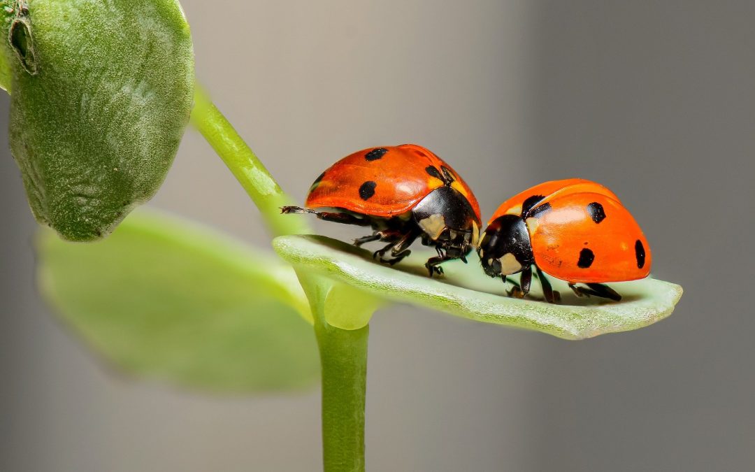 Käfer und ihre Funktion in der Natur