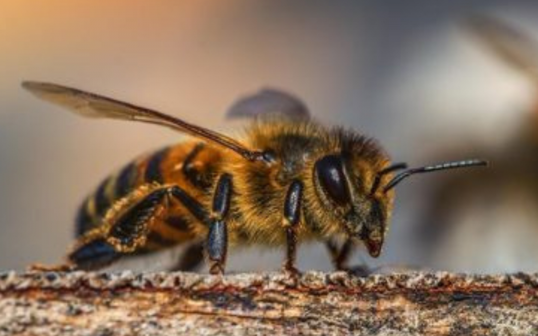 Körperbau – Anatomie der Biene