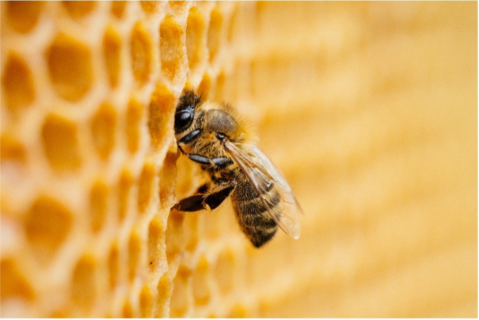 Biene steckt mit ihrem Kopf in einer Bienenwabe