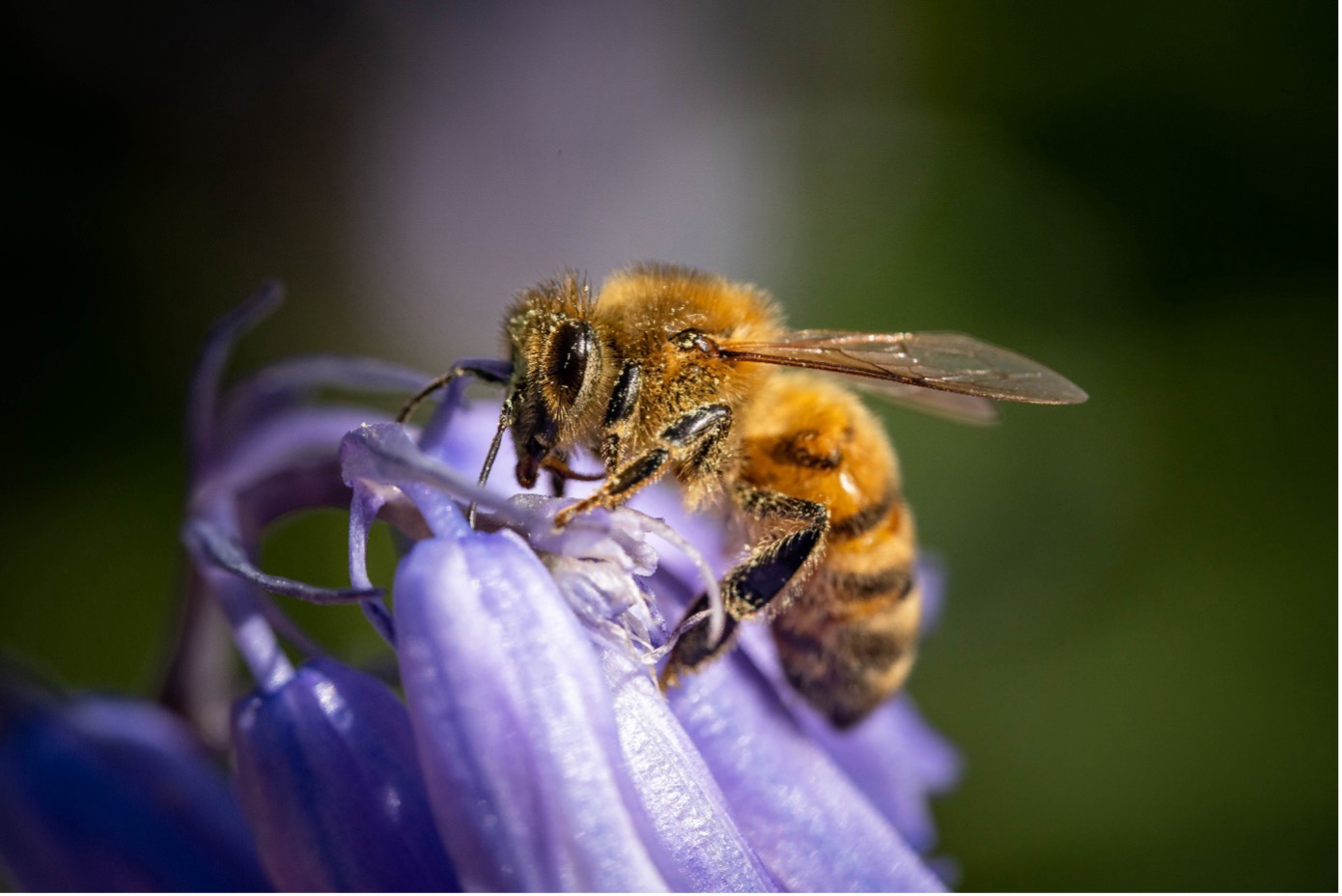 Die Nahaufnahme zeigt eine Biene auf einer lilafarbenen Blüte.