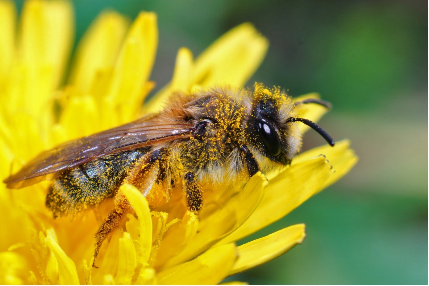 Die Nahaufnahme zeigt eine auf einer gelben Blume sitzenden Biene, welche mit Blütenstaub bedeckt ist.
