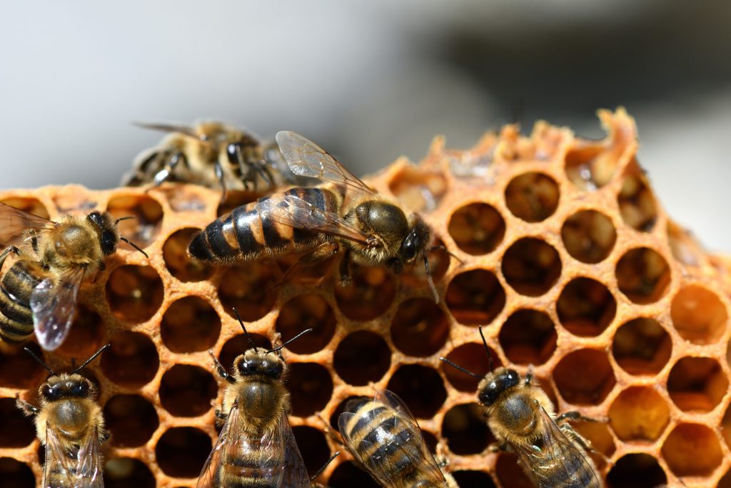 Bienen auf Bienenwaben