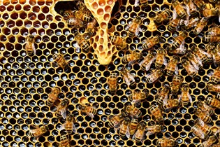 Bienen im Bienenstaat