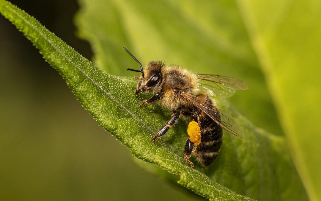 6 außergewöhnliche Fakten über Bienen