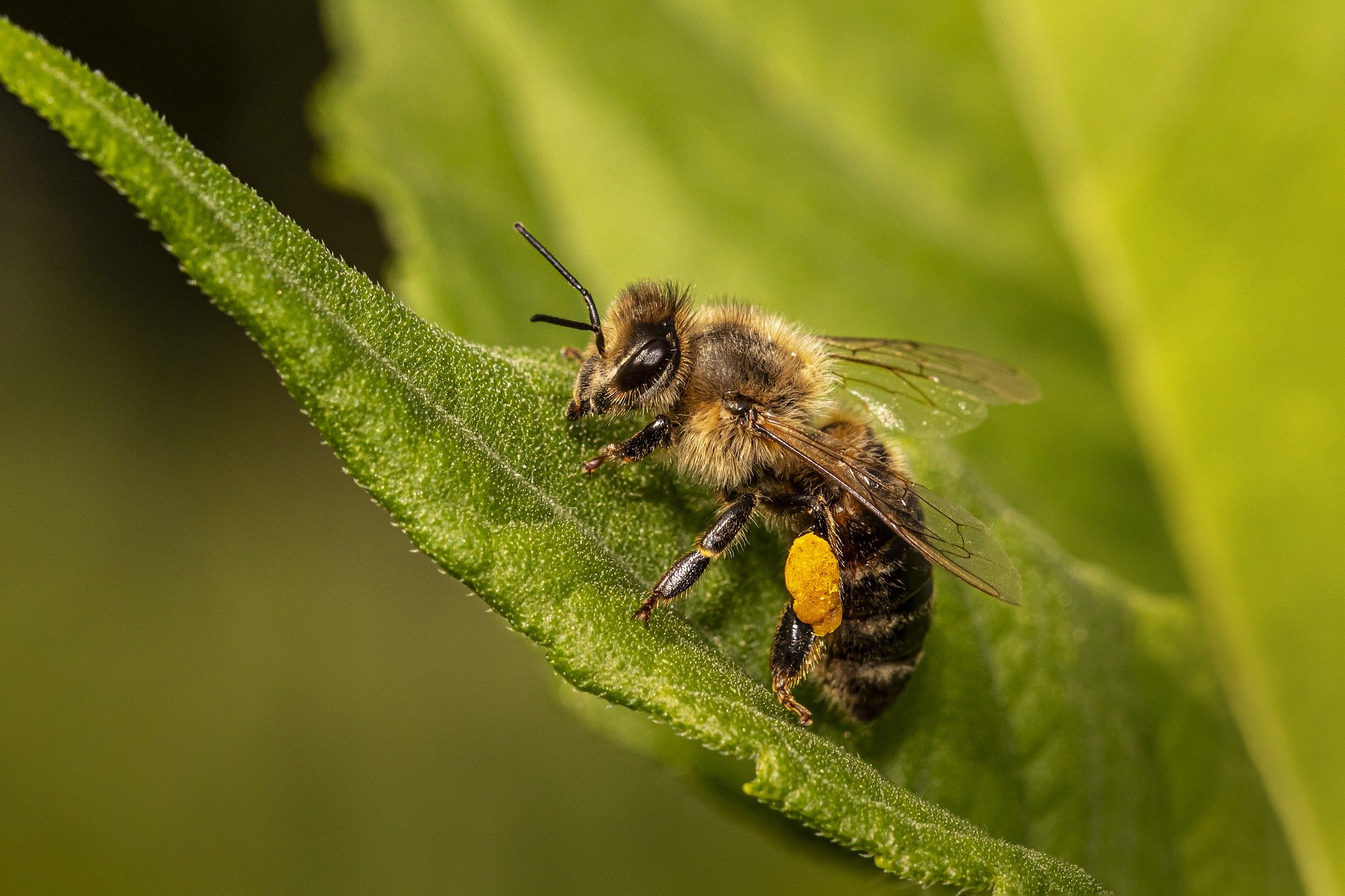 Bild Biene auf Blatt