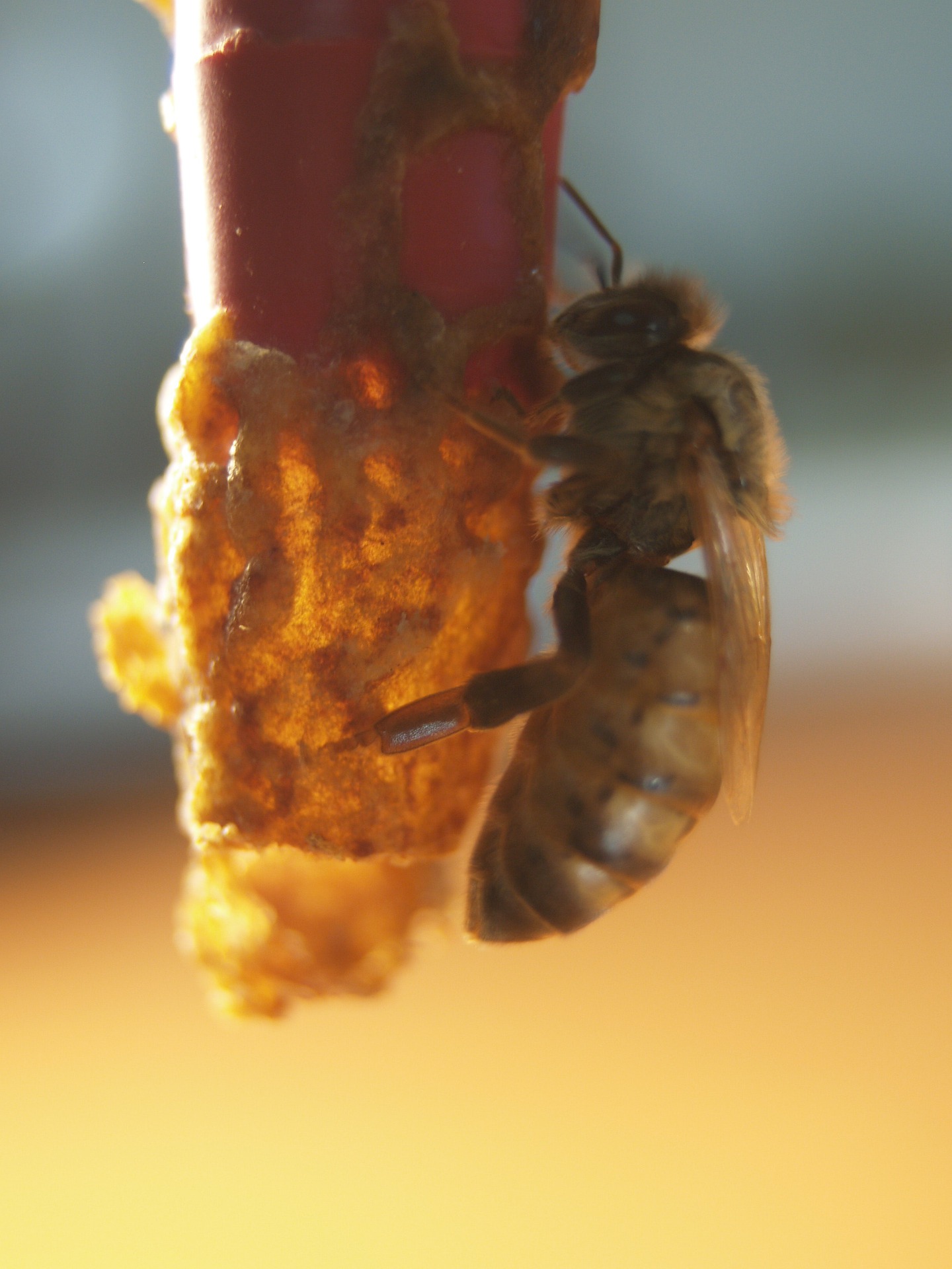 Wissenswertes zur Bienenkönigin BienenGesundheit
