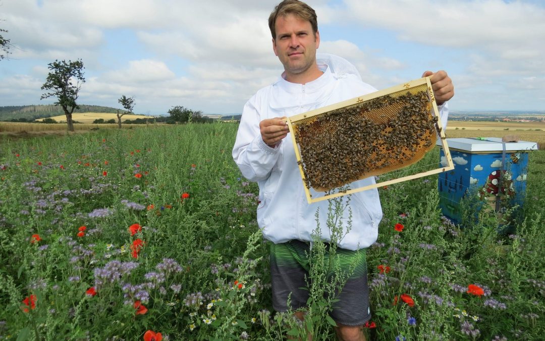 Imker werden – Was muss ich beachten?