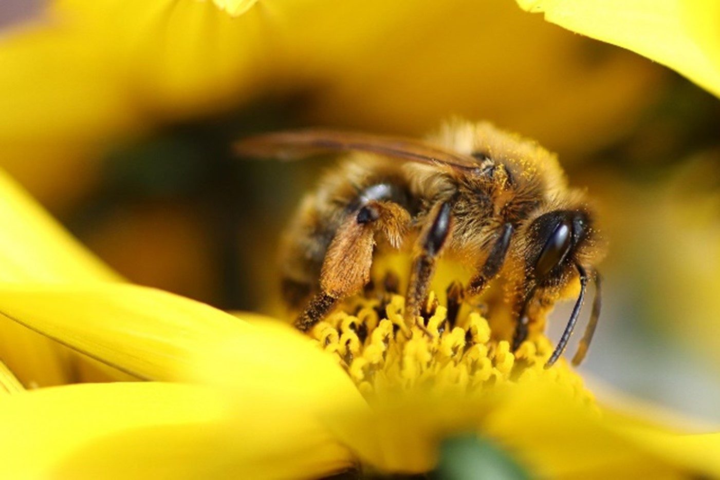 Bild Biene Blüte