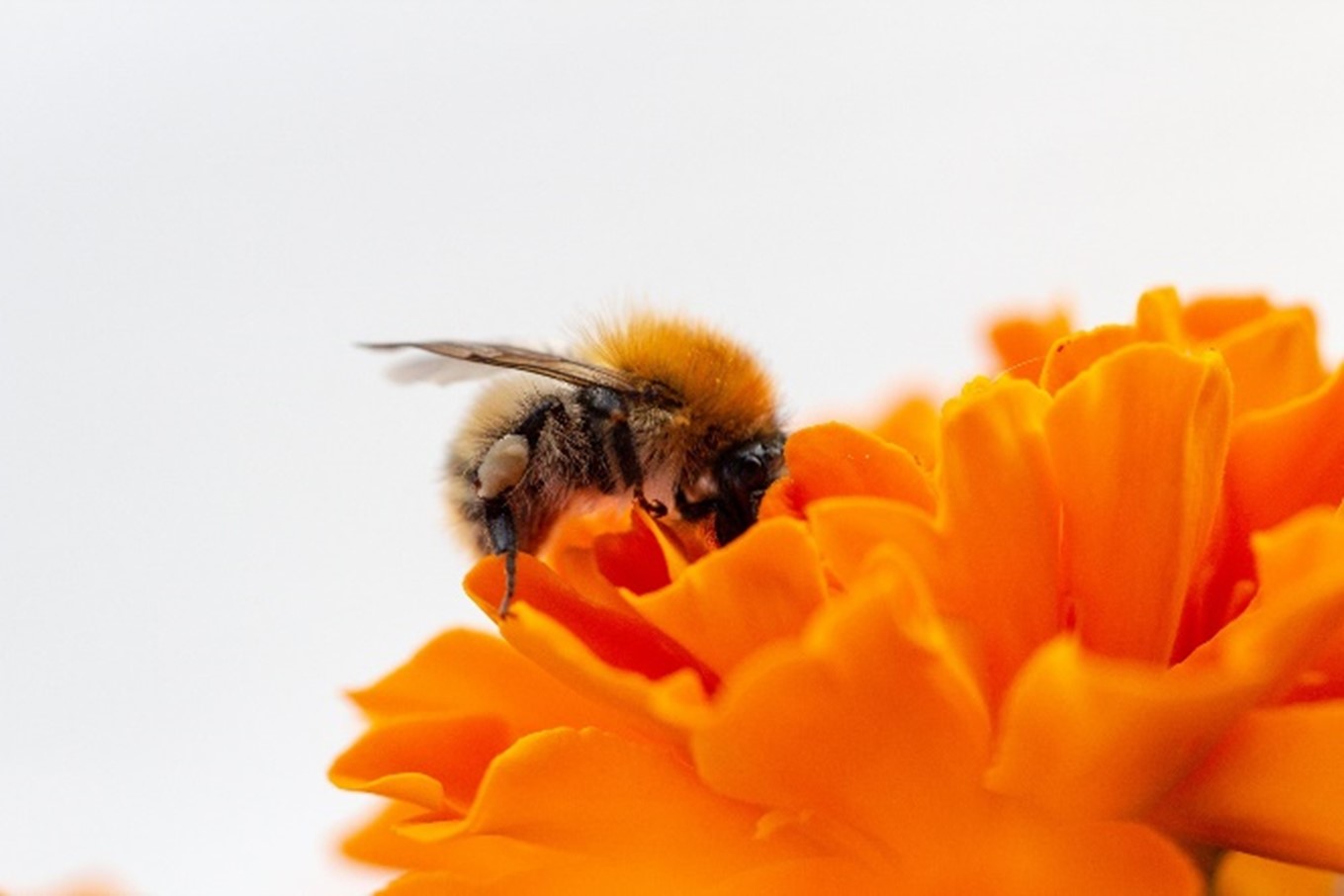 Bild Biene auf Blume