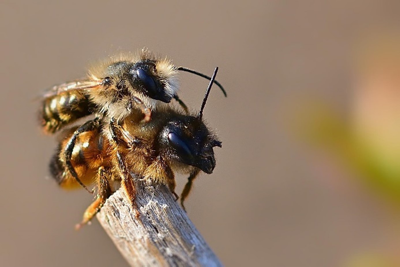 Bild 2 Bienen