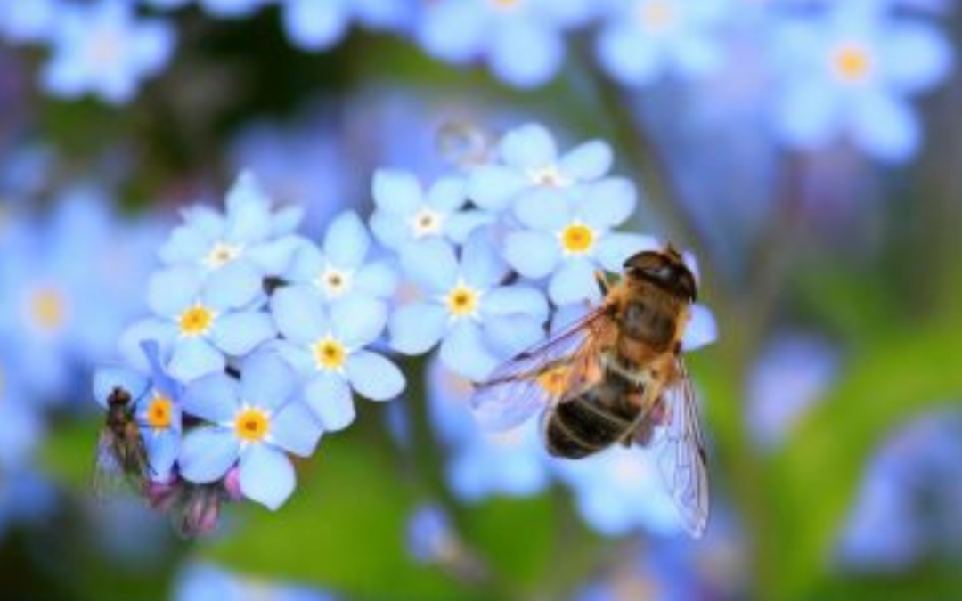 Bienenschutz 2022 – Wie kann ich helfen?